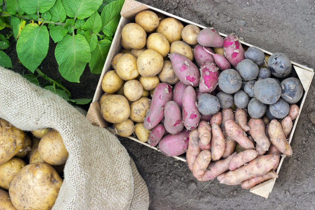 Garten, Anbau von Kartoffeln
