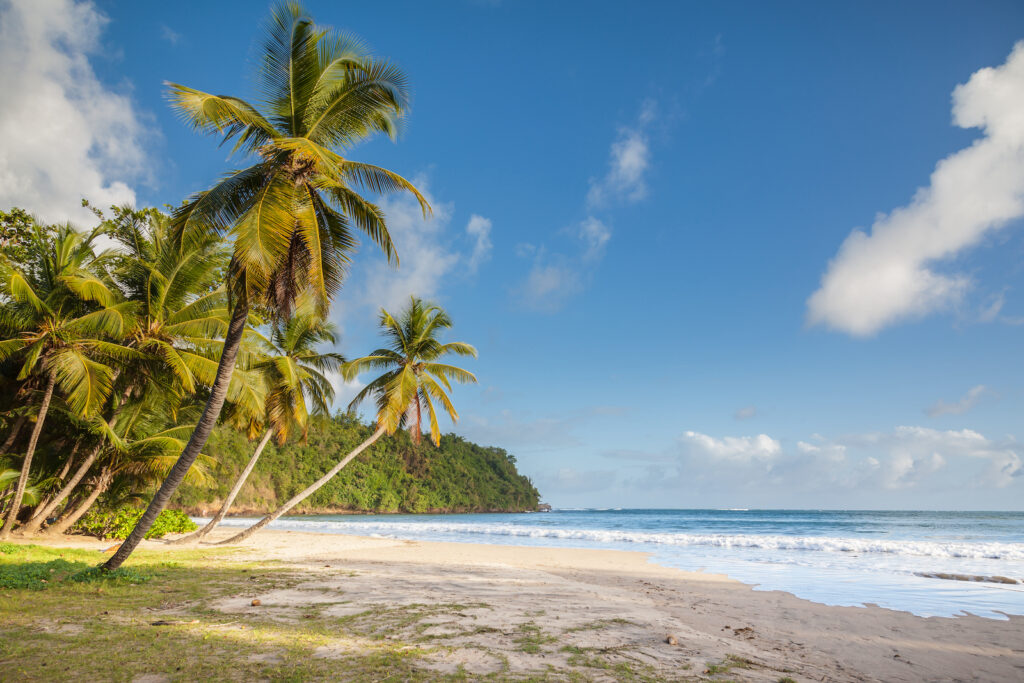 Palmen am idyllischen Strand auf Grenada