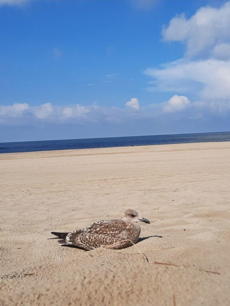 Möwe entspannt am Strand
