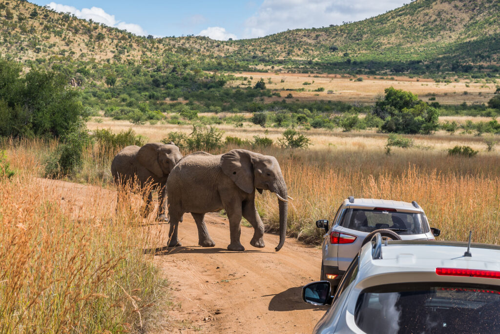 Südafrika, Pilanesberg-Nationalpark