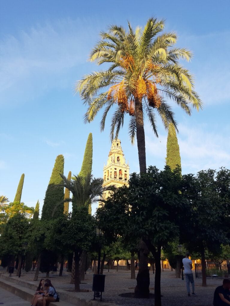 Cordoba, Palmen rund um den Glockenturm der Mezquita