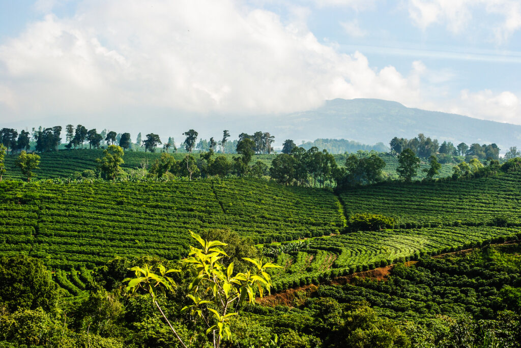 Costa Rica, Kaffeeplantage