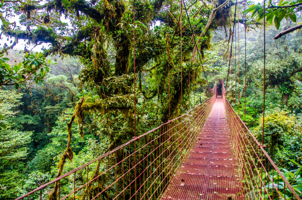 Costa Rica, Provinz Puntarenas, Nebelwald Monteverde