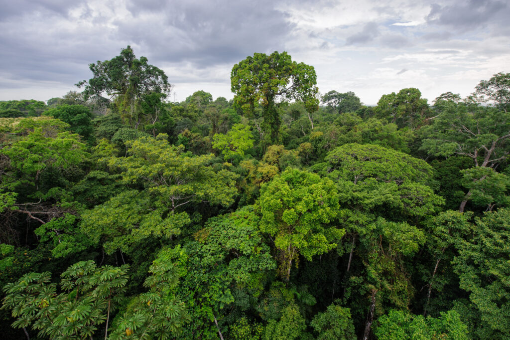 Peru, Amazonas, Region Tambopata