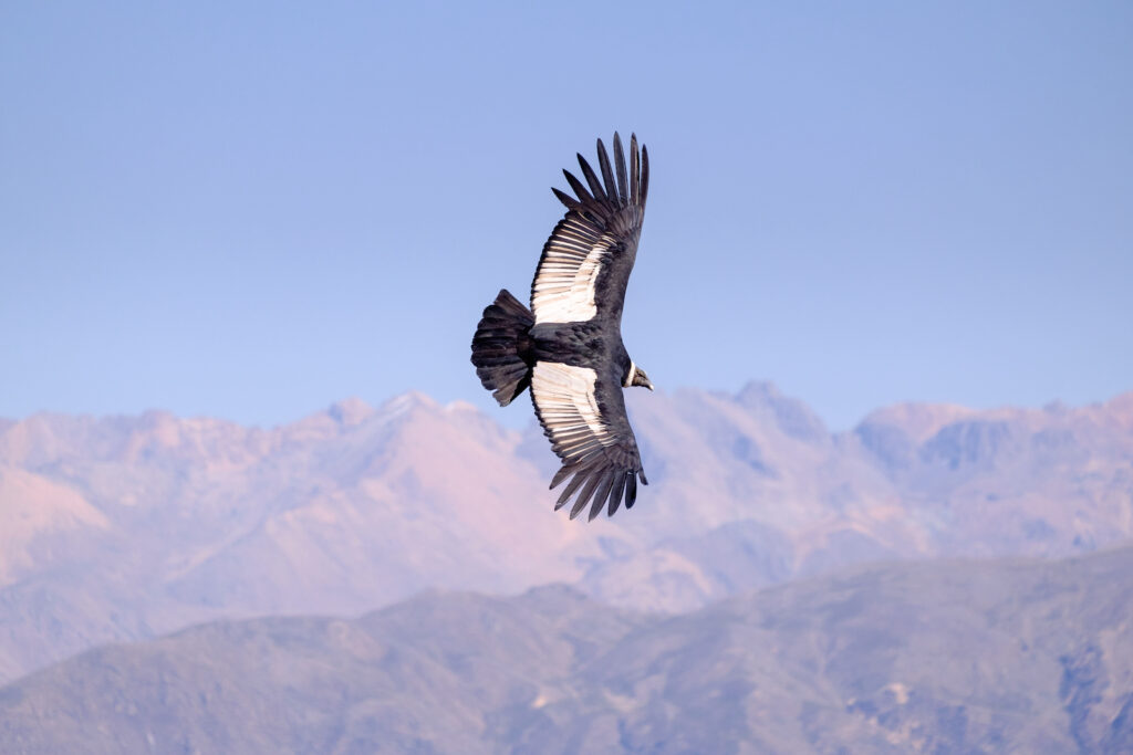 Peru, Condor über der Colca Schlucht