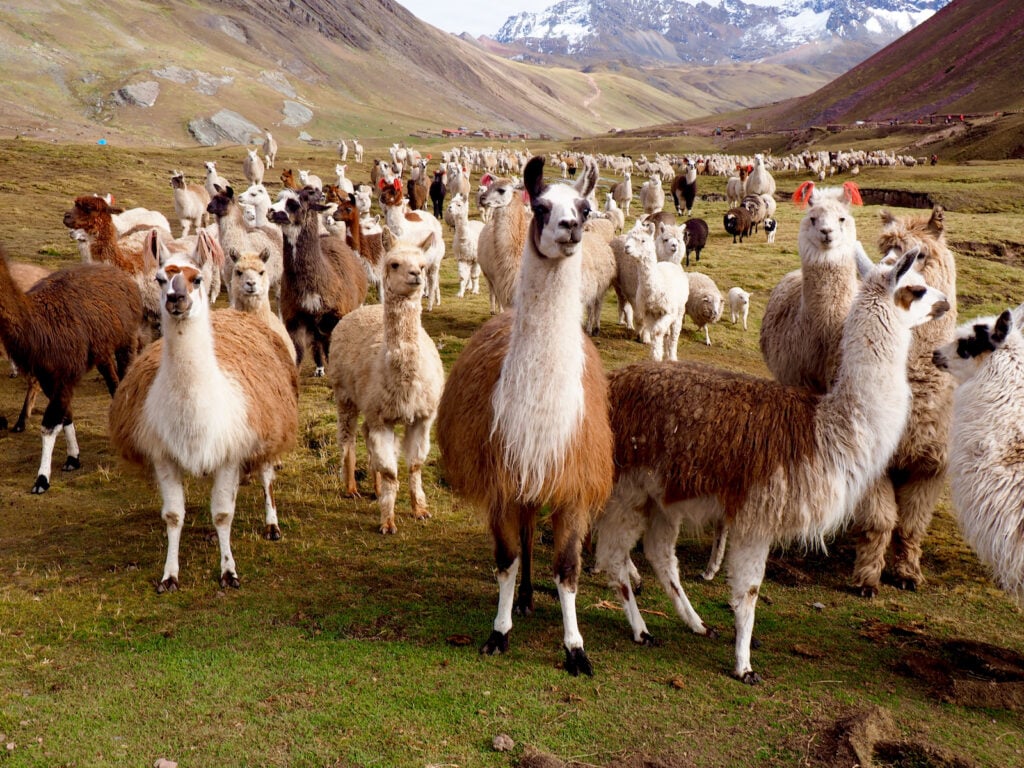 Peru, Lamas und Alpakas