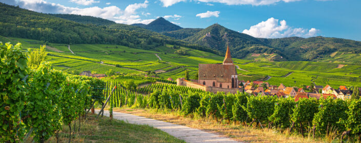 Weinreben im Elsass