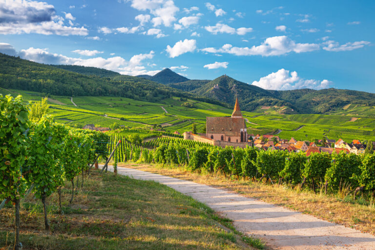 Weinreben im Elsass