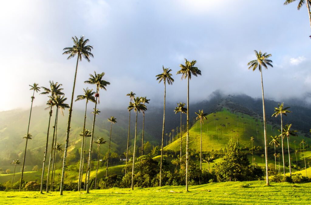 Kolumbien, Unwirkliche Palmen im Cocora-Tal