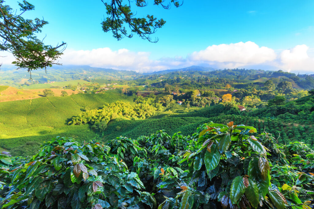 Kolumbien, Kaffeeplantage