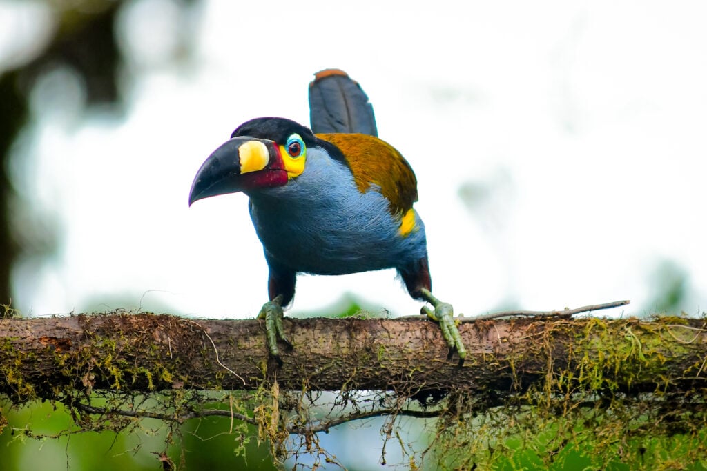Kolumbien, Vogel im Dschungel
