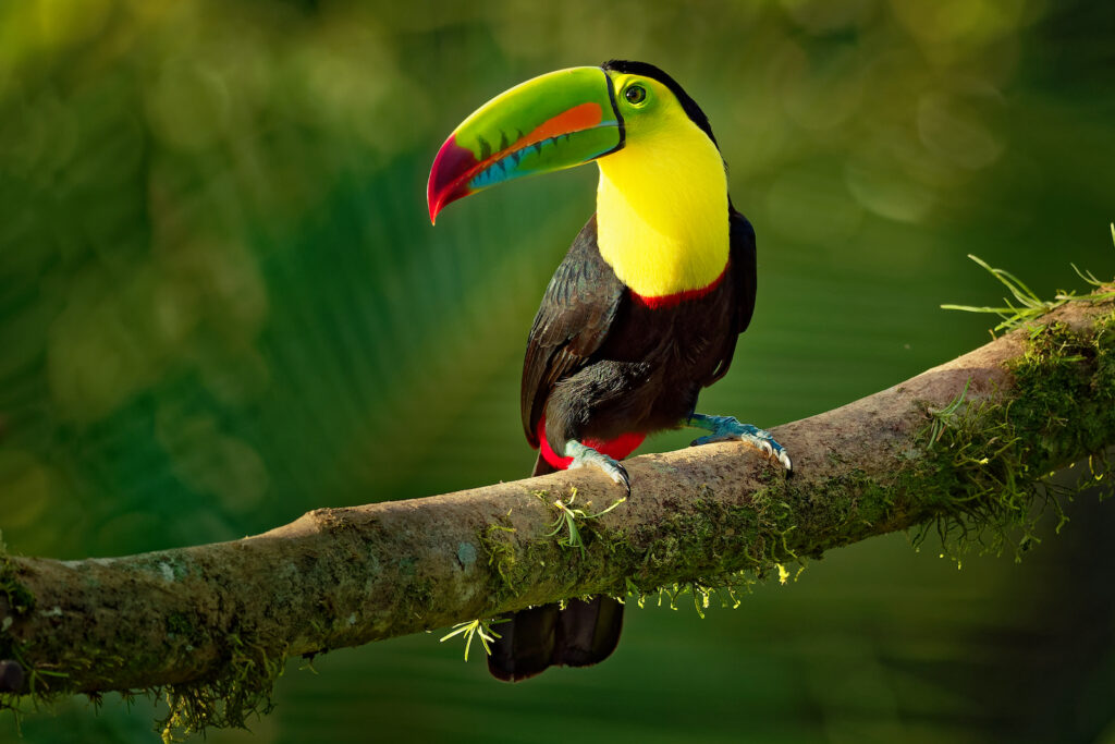 Belize, Vogel Tukan