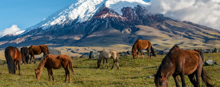 Pferde im Cotopaxi National Park