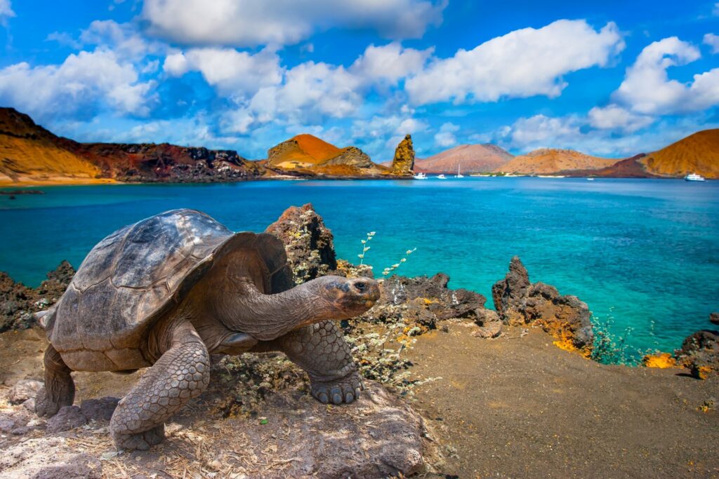 Große Schildkröte auf den Galapagosinseln