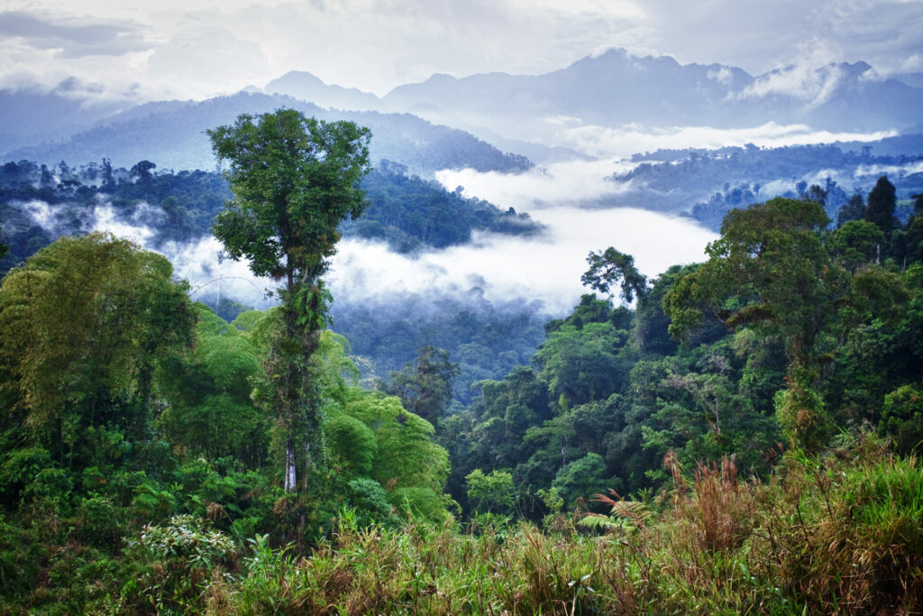Verwunschener Regenwald in Ecuador