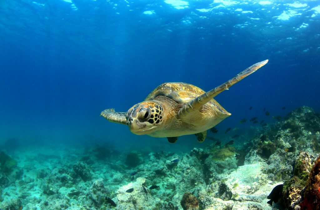 Faszinierende Unterwasserschildkröte bei den Galapagosinseln