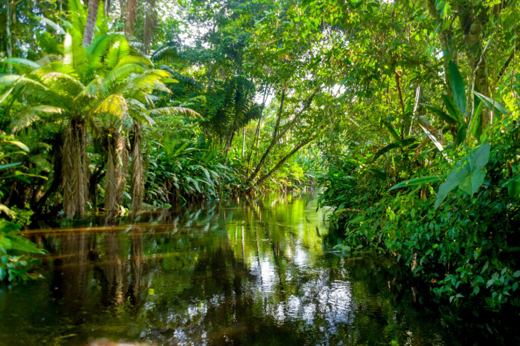 Amazonasdschungel im Yasuni Nationalpark