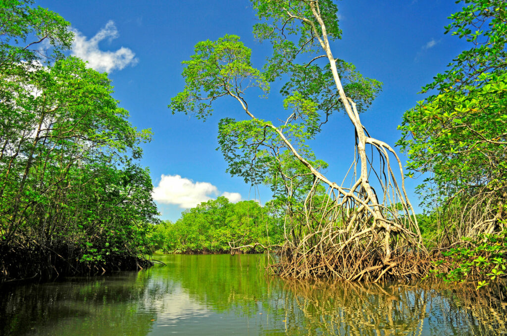 Wunderschöne Mangrovenwälder im Norden von Ecuador