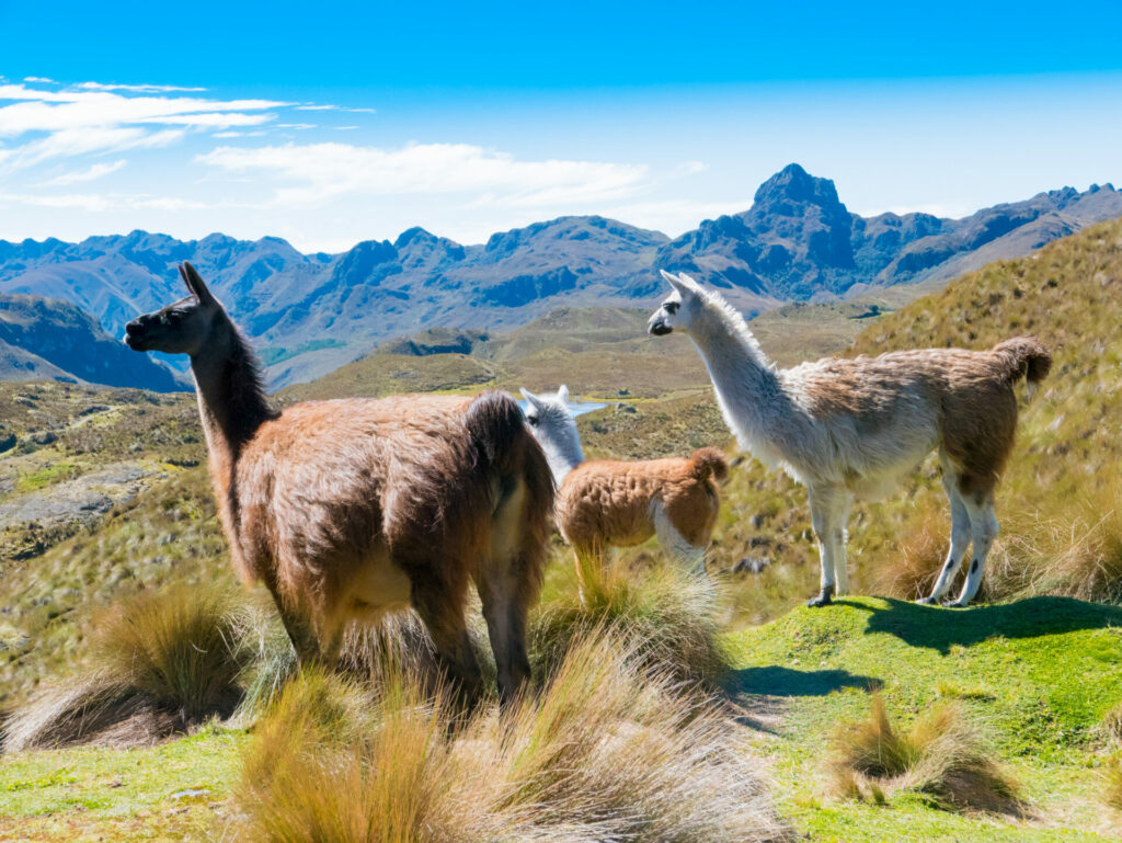 Lamas im Cajas Park bei Cuenca 