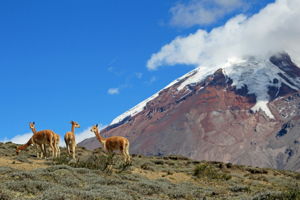 Blick auf den Chimborazo Vulkan 