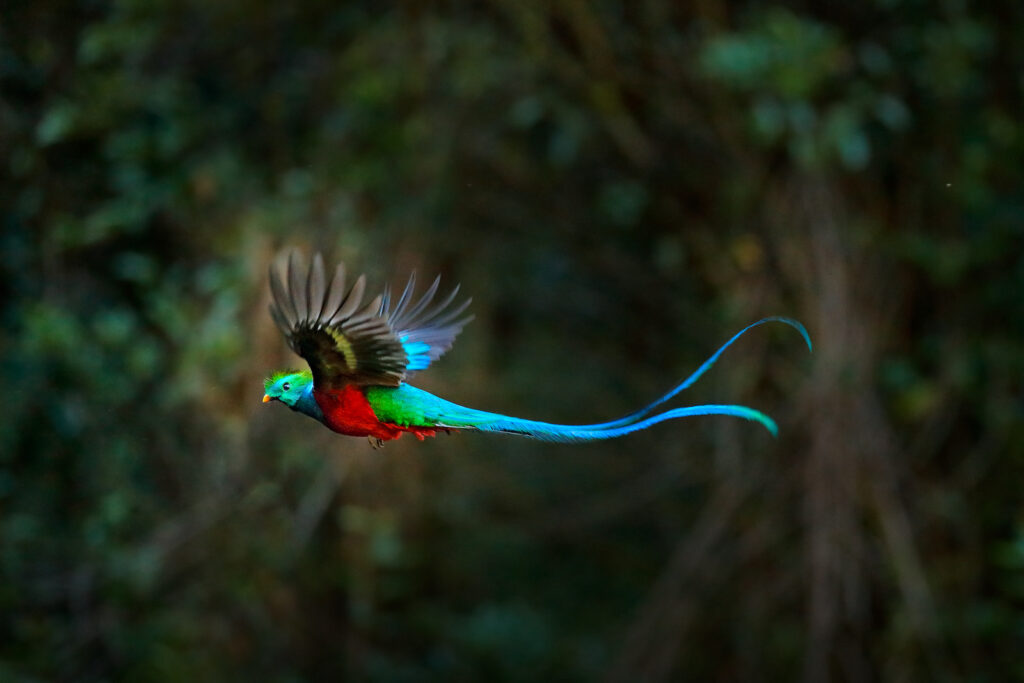 Guatemala, Vogel Quetzal