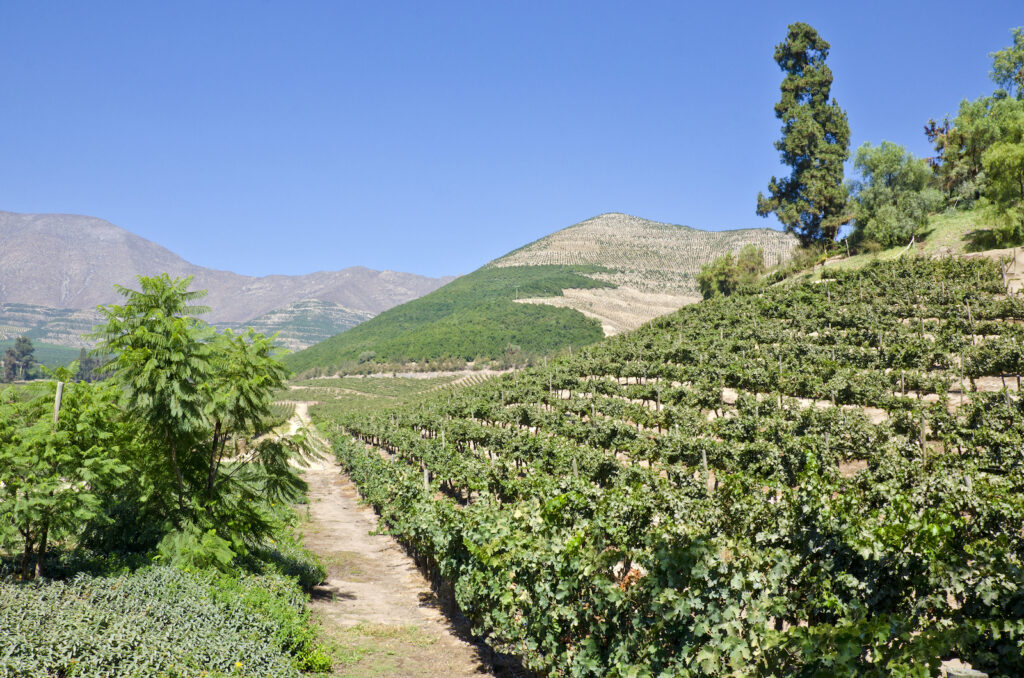 Chile, Weinregion Aconcagua