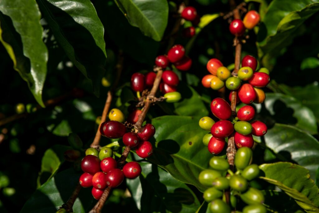 Panama, Kaffeepflanze
