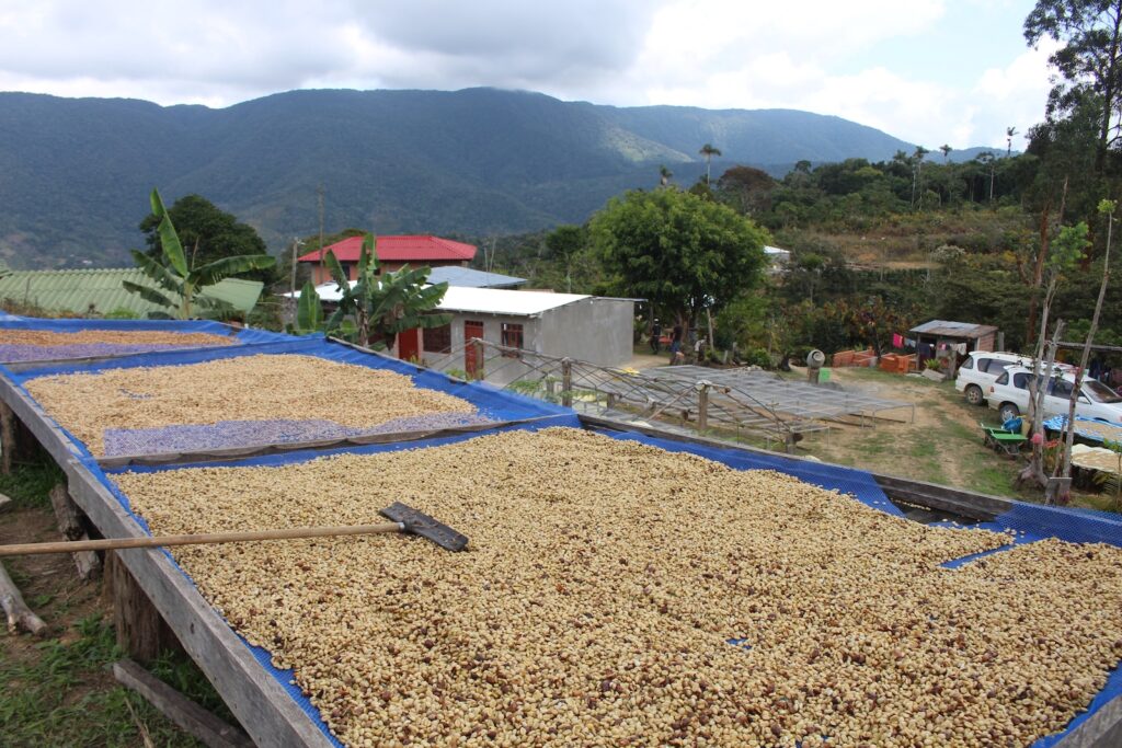 Bolivien, Kaffeeplantage