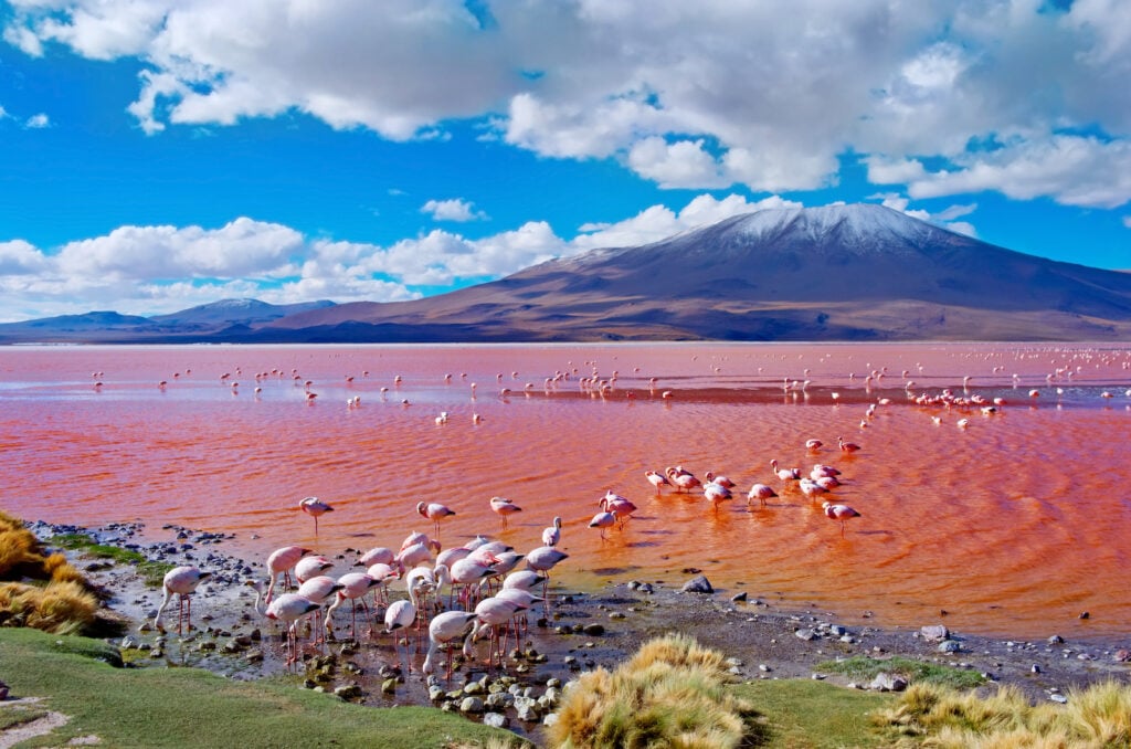 Bolivien, See Laguna Colorada mit vielen Flamingos