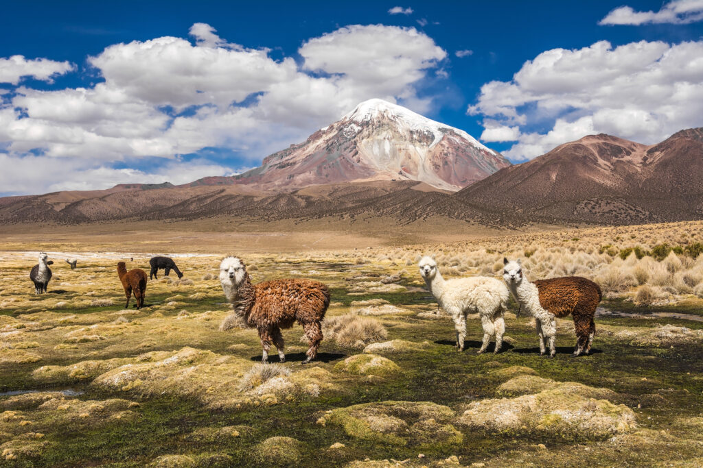 Bolivien, Vulkan Sajama, Alpakas