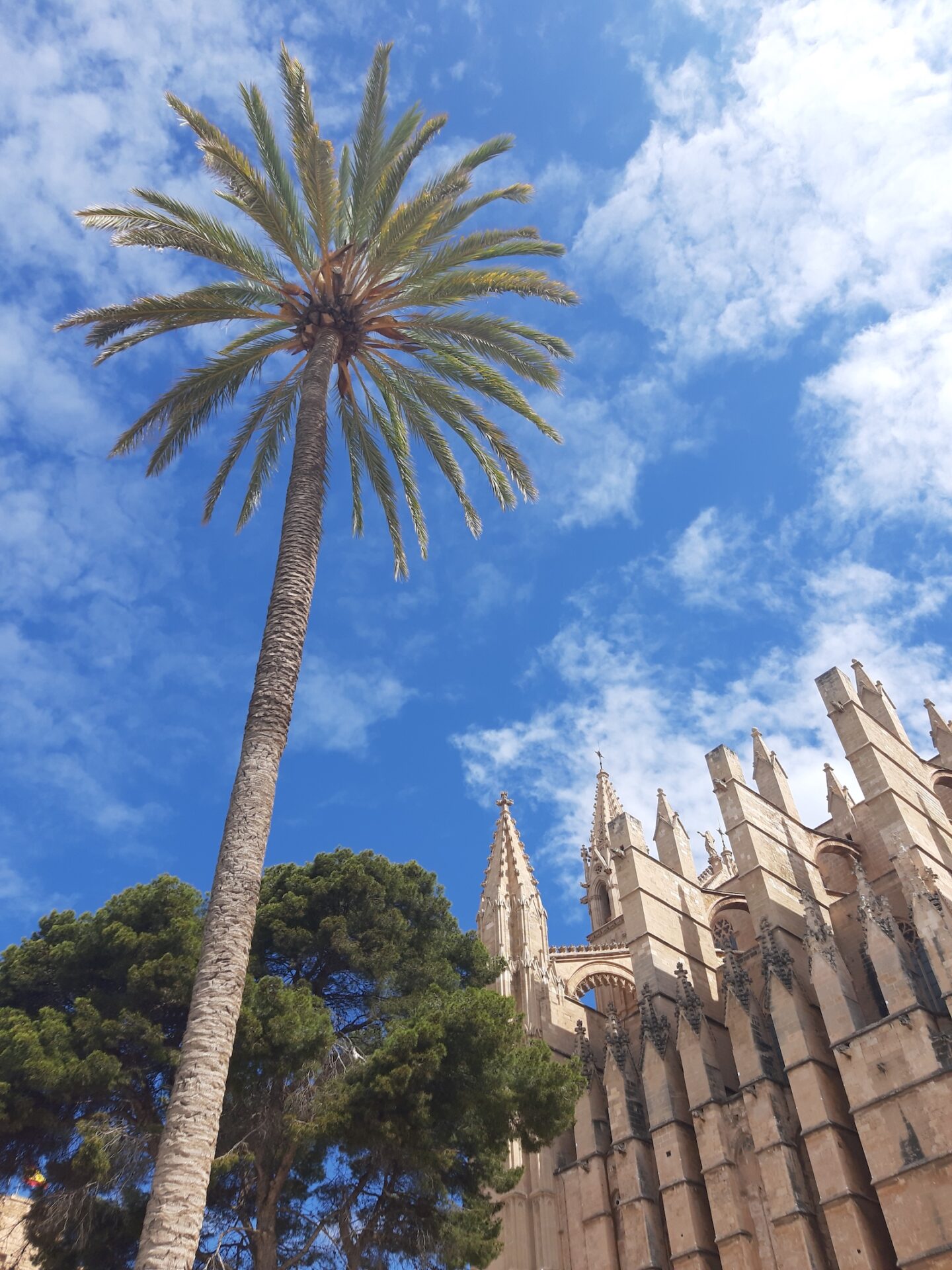 Palma de Mallorca 5 Tipps zu Sehenswürdigkeiten und Aktivitäten