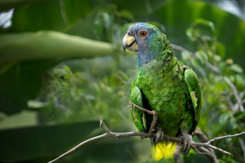 Der Arausiaca ist der Nationalvogel Dominicas 