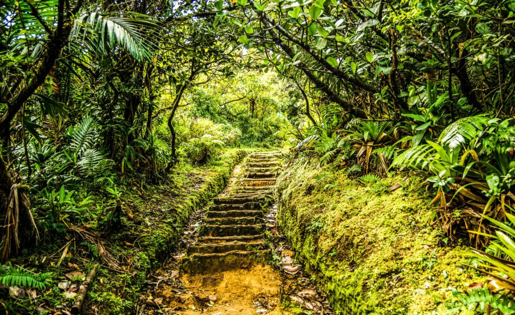 Wunderschöne Natur auf der Insel Dominica
