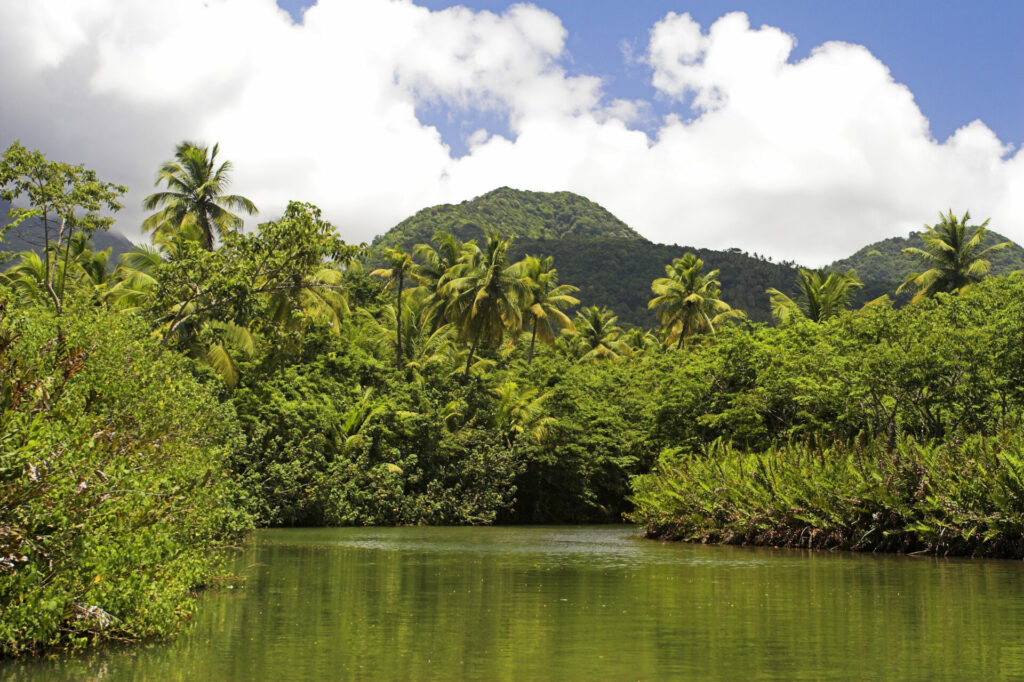 Idyllischer Indian River auf Dominica