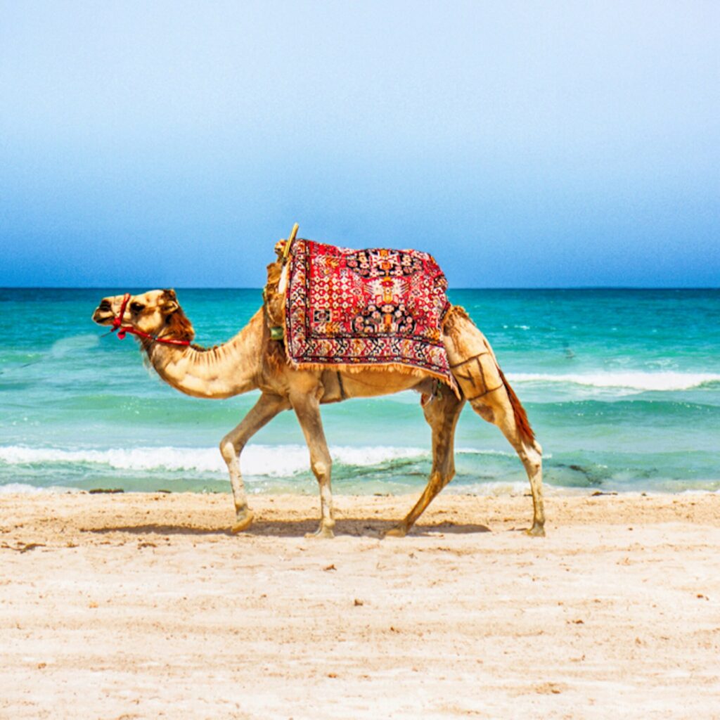 Die beste eSIM für einen Urlaub in Tunesien