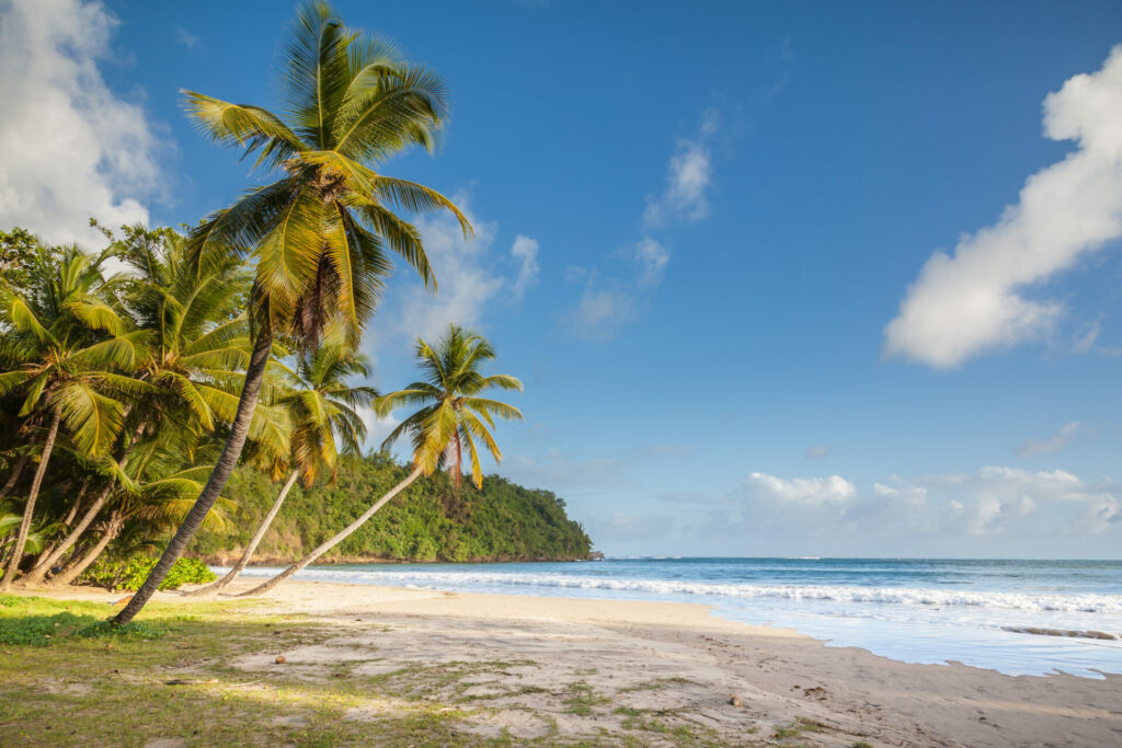 Palmen am Strand La Sagesse auf Grenada.