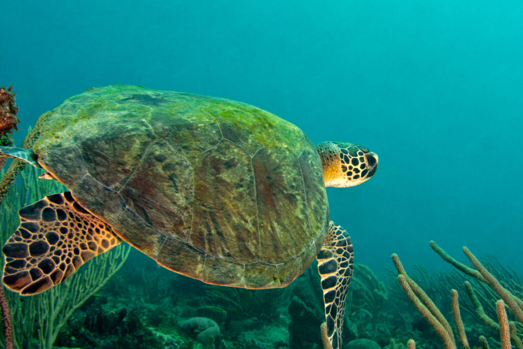 Imposante Schildkröte am Riff bei Grenada
