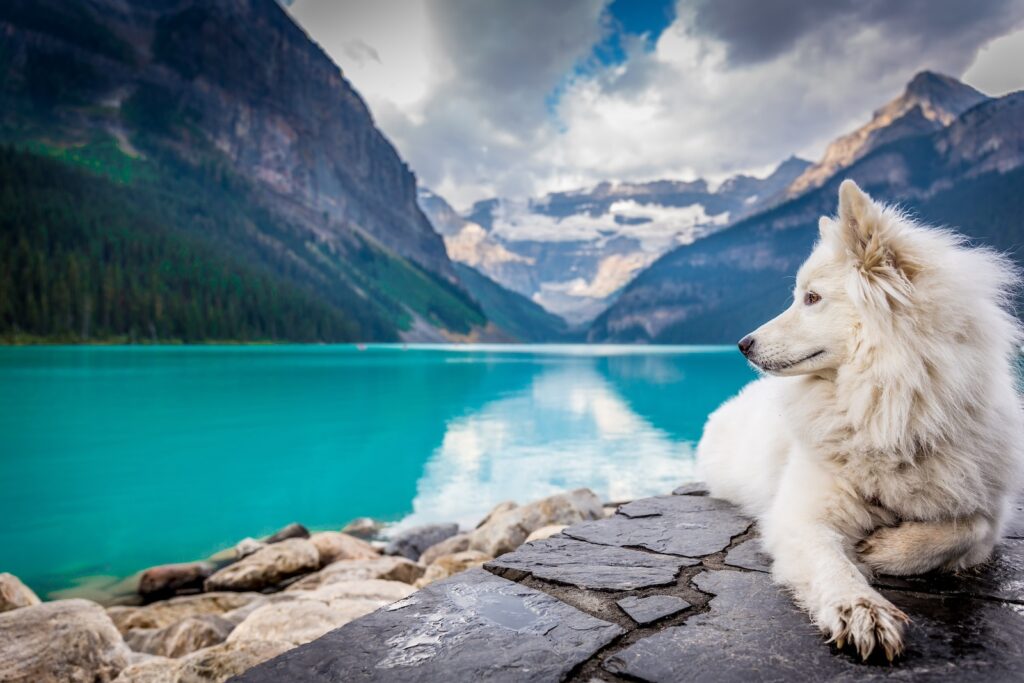 Hund am See in Kanada