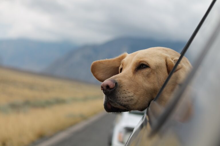 Urlaub mit Hund: Reiseziele, Planung und Unterkünfte