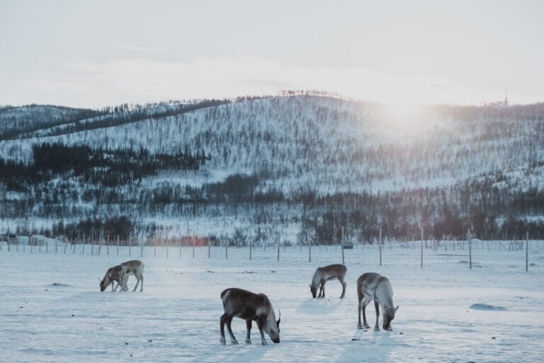 Norwegen, Nordnorwegen, Tromsø, Rentiere