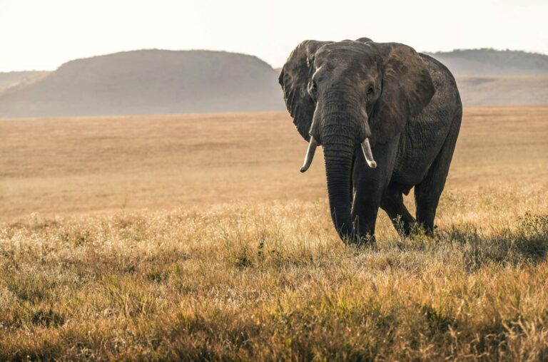 Elefant in Kenia