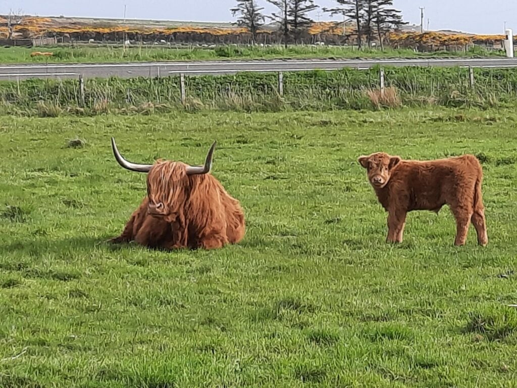 Schottland, Highland Cows