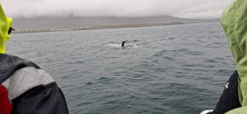Whale Watching in Island