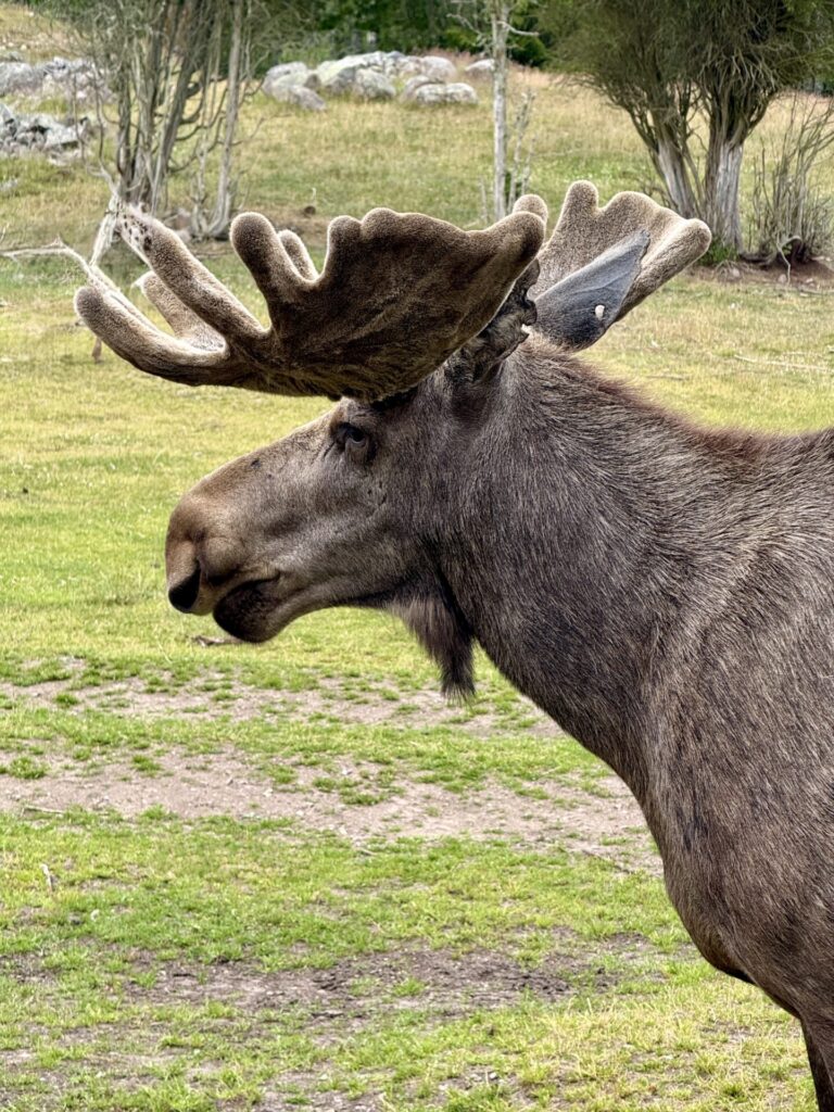 ⁨eksjö elchpark schweden reiseuhu⁩