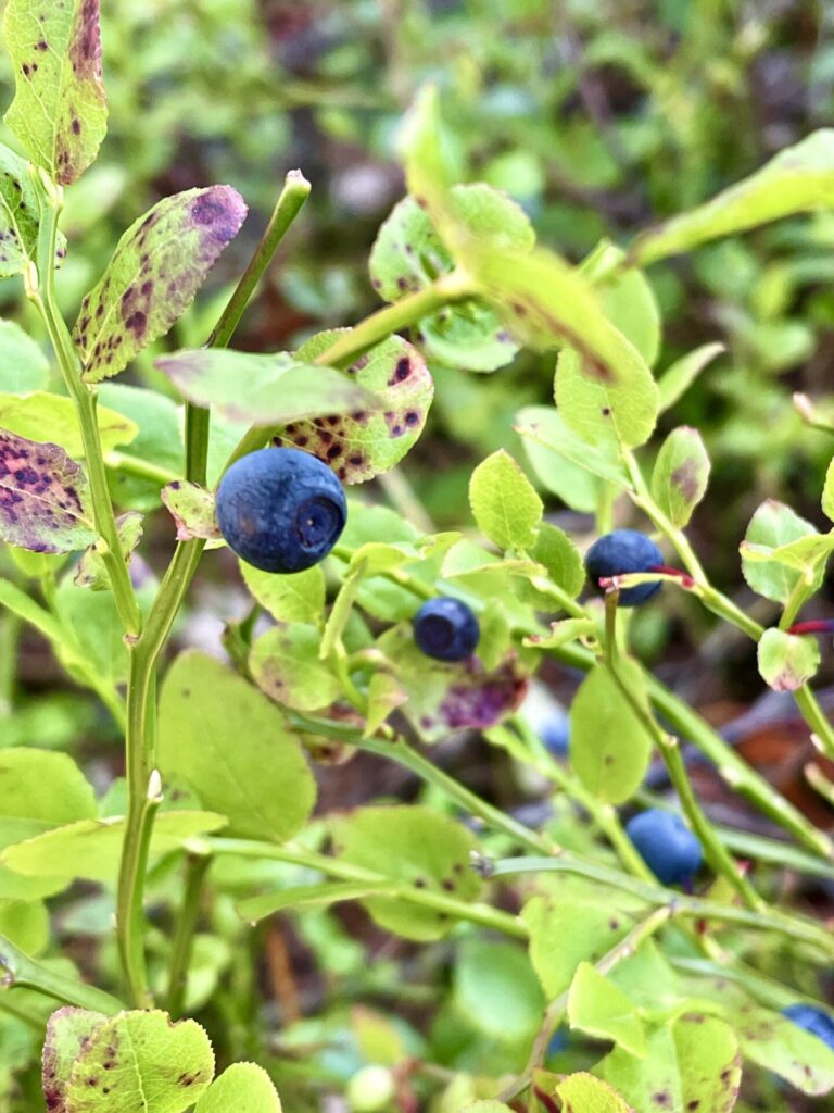 heidelbeeren schweden reiseuhu