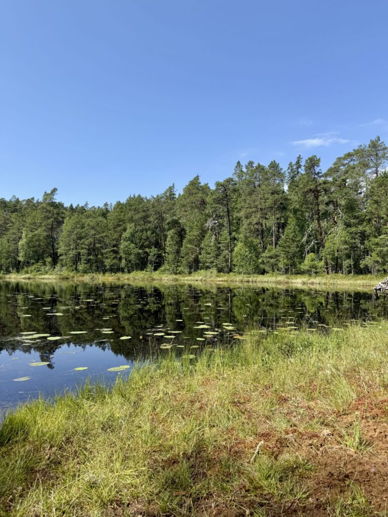 ⁨nationalpark norra kvill⁩.schweden reiseuhu