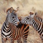 Serengeti Park: 3 Tage mit Hotel, Eintritt und Extras ab 129€ p.P.