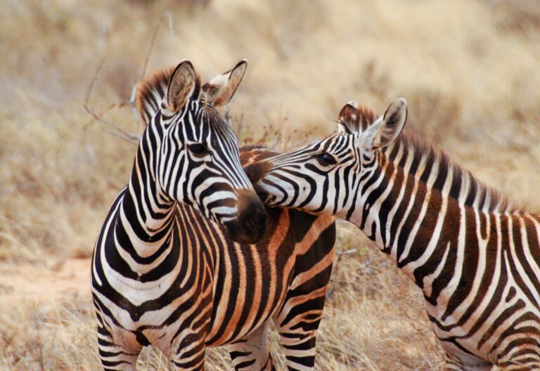 Zebras,Play,In,Tsavo,East,Wildlife,Reserve,In,Kenya,And