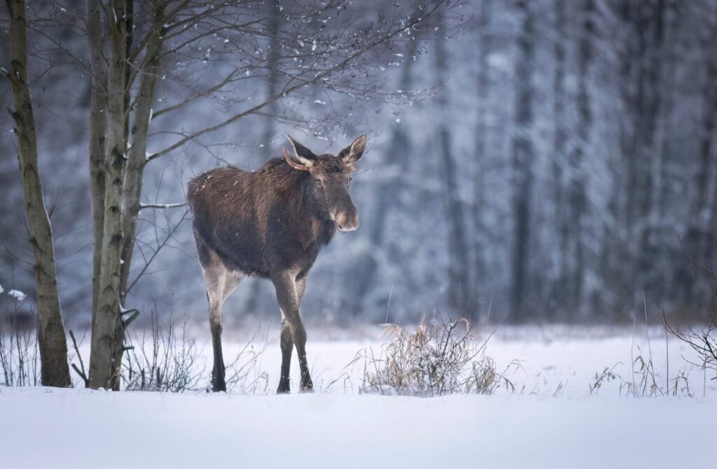 Elk,Or,Moose,(,Alces,Alces,)