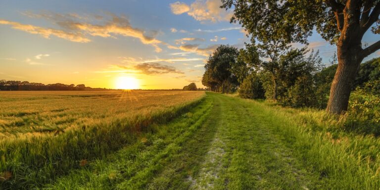 Wheat,Field,Along,Old,Oak,Track,At,Sunset,On,Dutch